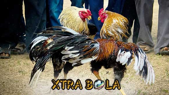 Ciri Mutlak Ayam Jago Petarung Dengan Pukulan Mematikan By Xtrabola Medium