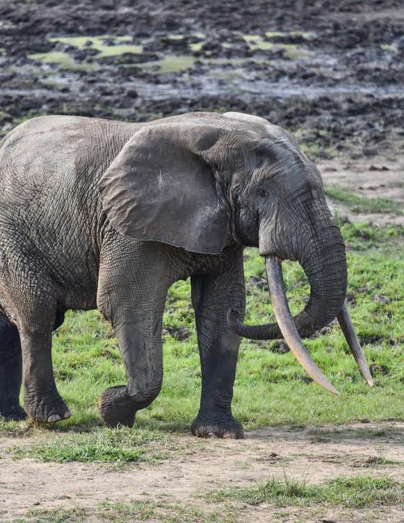 Don't Call My Bluff: Aggression in Musth Elephants | by Stephanie Anne  Carmody | ELP Rumbles | Medium