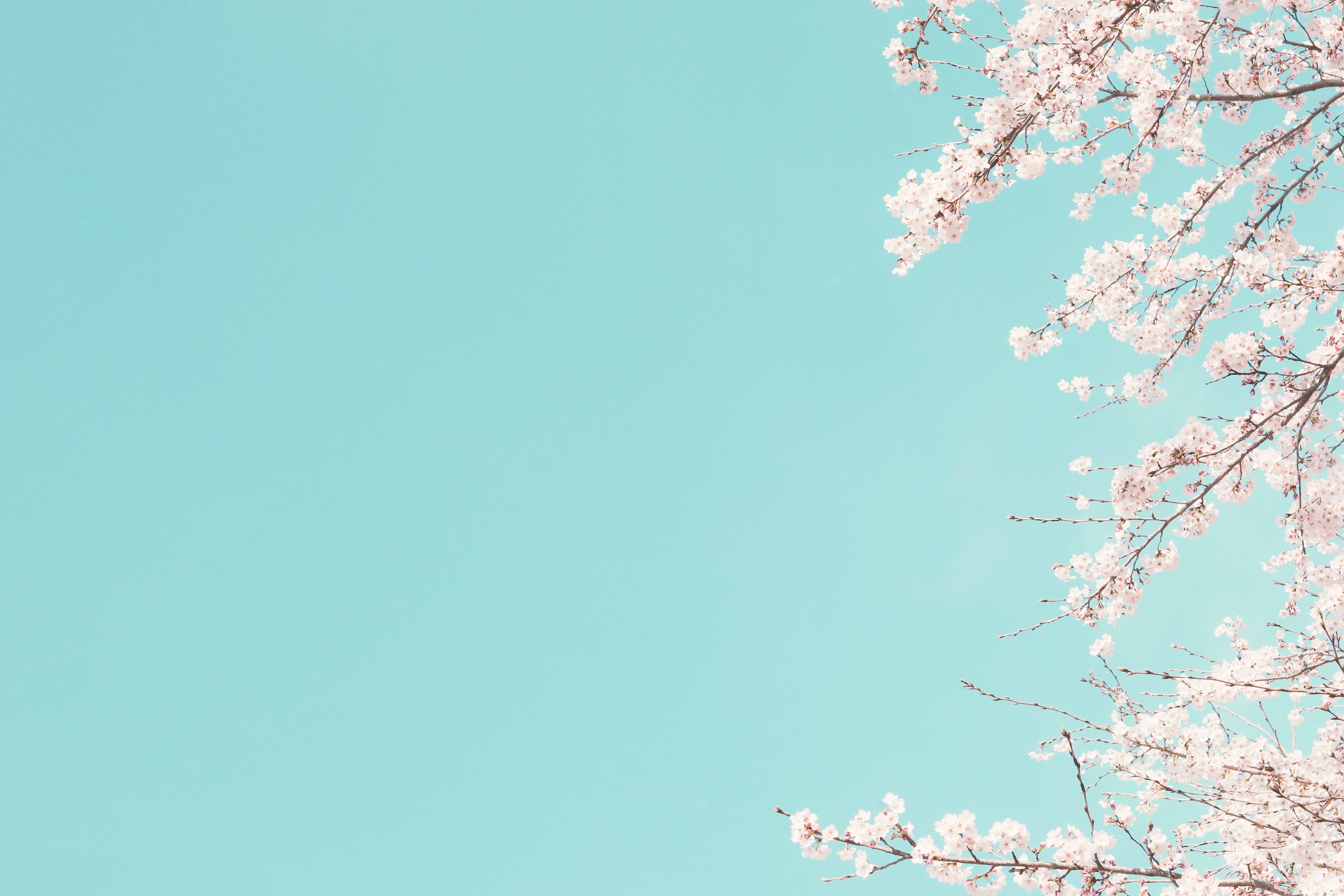 picture of light blue sky with branches full of light pink cherry blossoms on the right side of the image