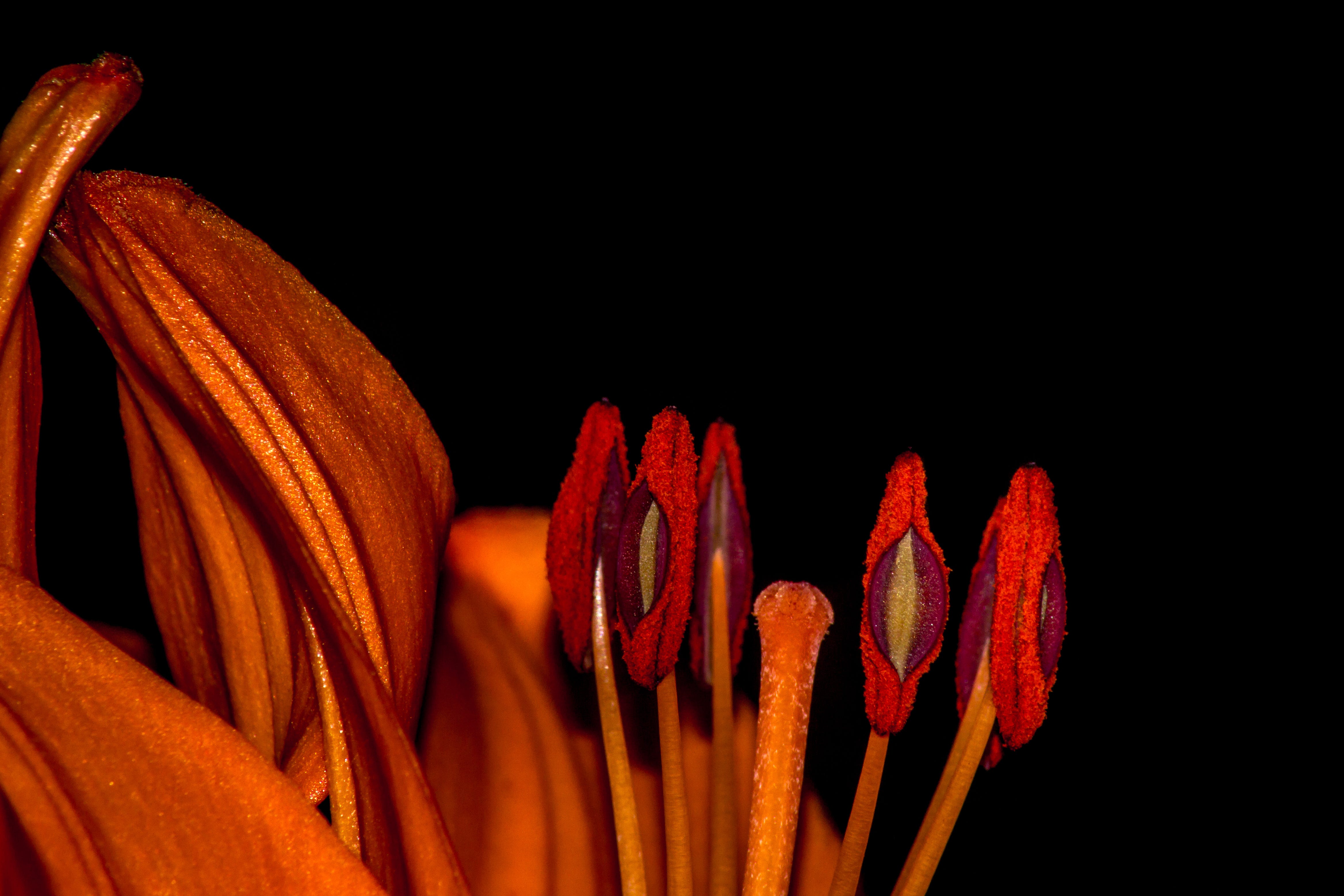 Closeup macro shot of flowers