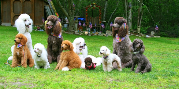 6 Cuidados para el French Poodle. Uno de los perros favoritos de los… | by  HAPPY CAN CAMP | Medium