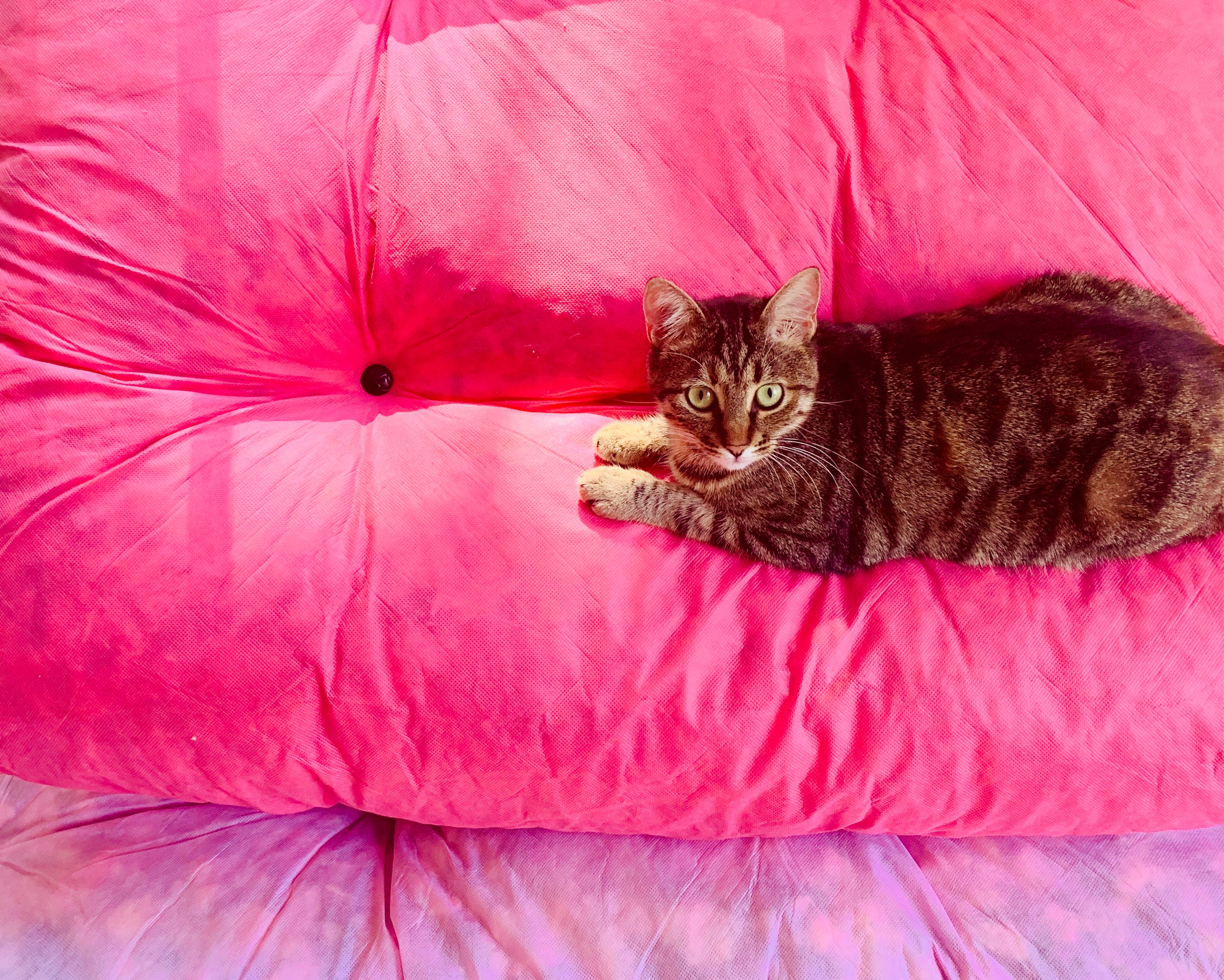 Cat laying down doing nothing on large pink pillows