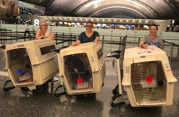 Lufthansa Pet Transport 2025