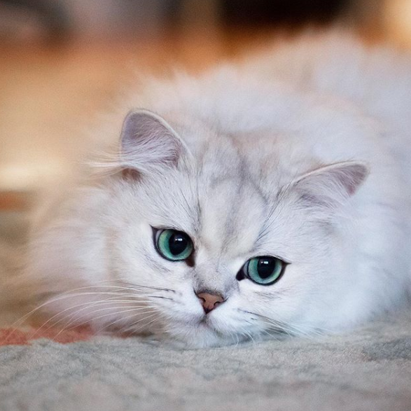 most beautiful ragdoll cat