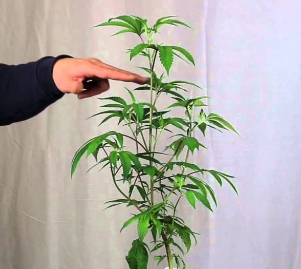 Topping Cannabis Plants. Topping | by Brian Herrmann | Medium