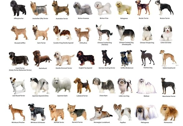 guess dog breed from photo