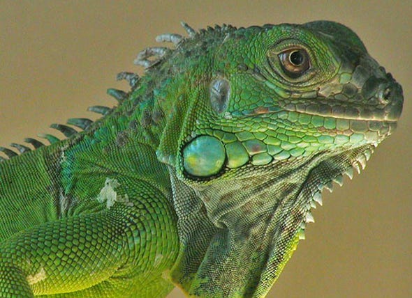 First Impressions On Green Iguanas As Pets By Price Vanessa Medium
