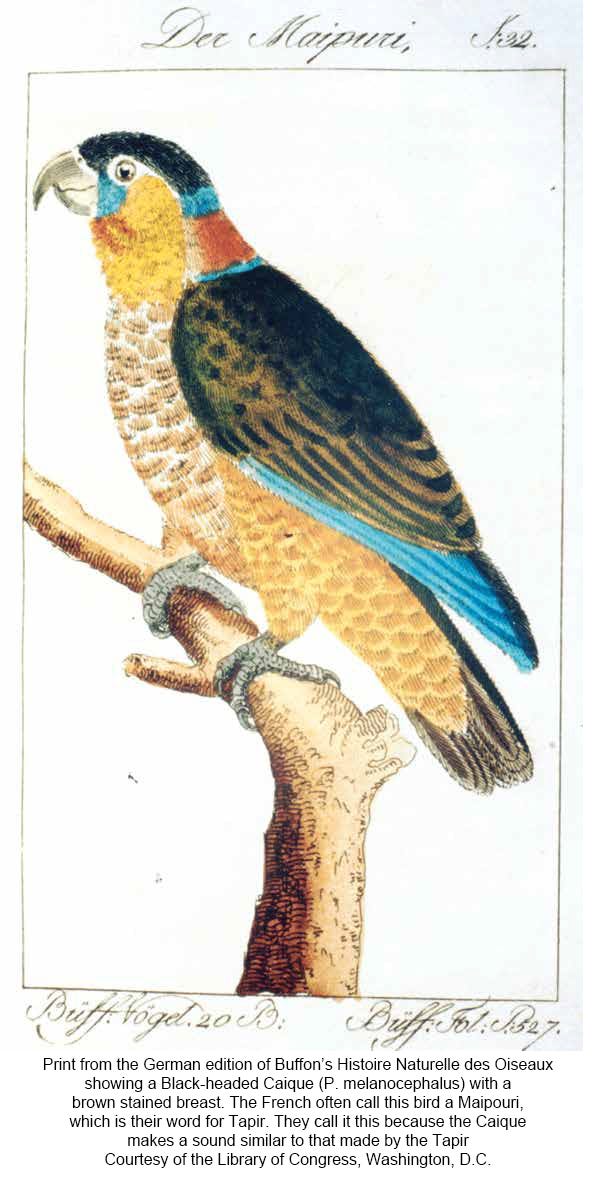 鳥資訊節錄翻譯 鳥體結構方面 1 以下內容未經同意請勿轉載 所有圖文內容並非做為商業用途 版權歸原作者所有 By Blorian Yang Medium