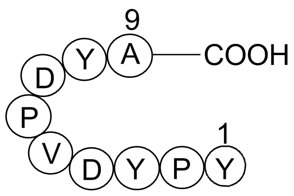 HA Tag DNA and Peptide Sequence | by Abbkineus | Medium