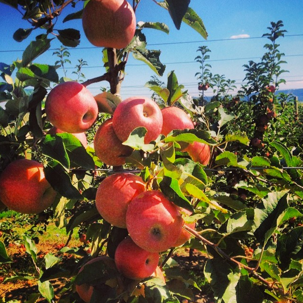 Australian Cider — Social To The Core by BrandData Medium