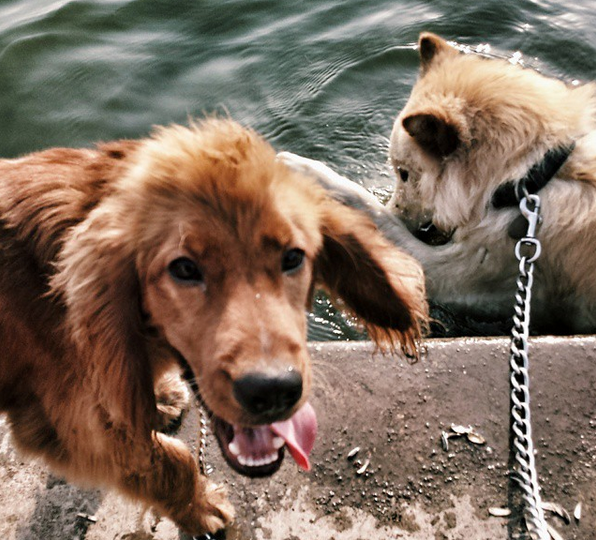 Why Do Dogs Listen To Whistles