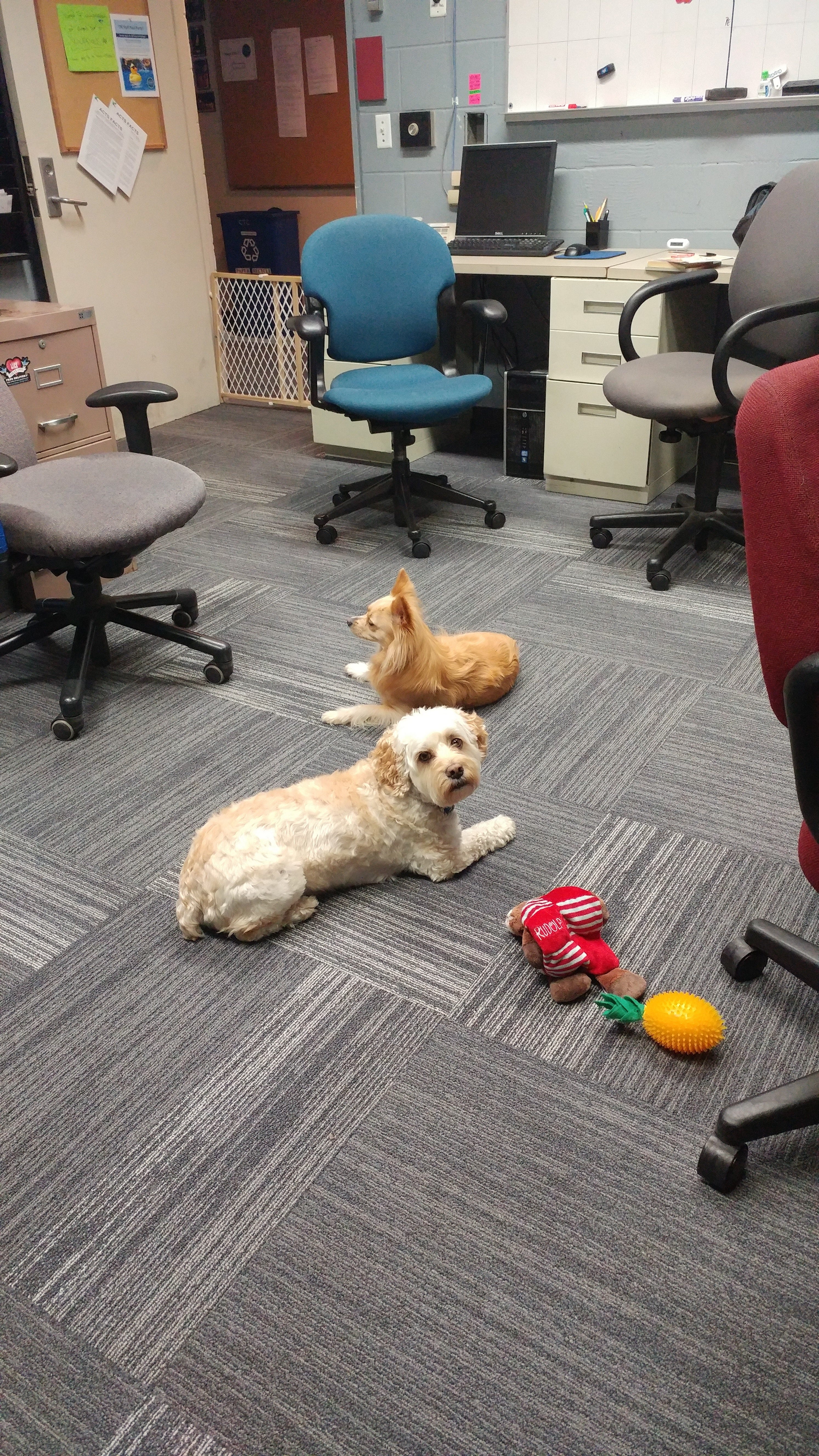 The Workplace Puppies Of Children S Theatre Company