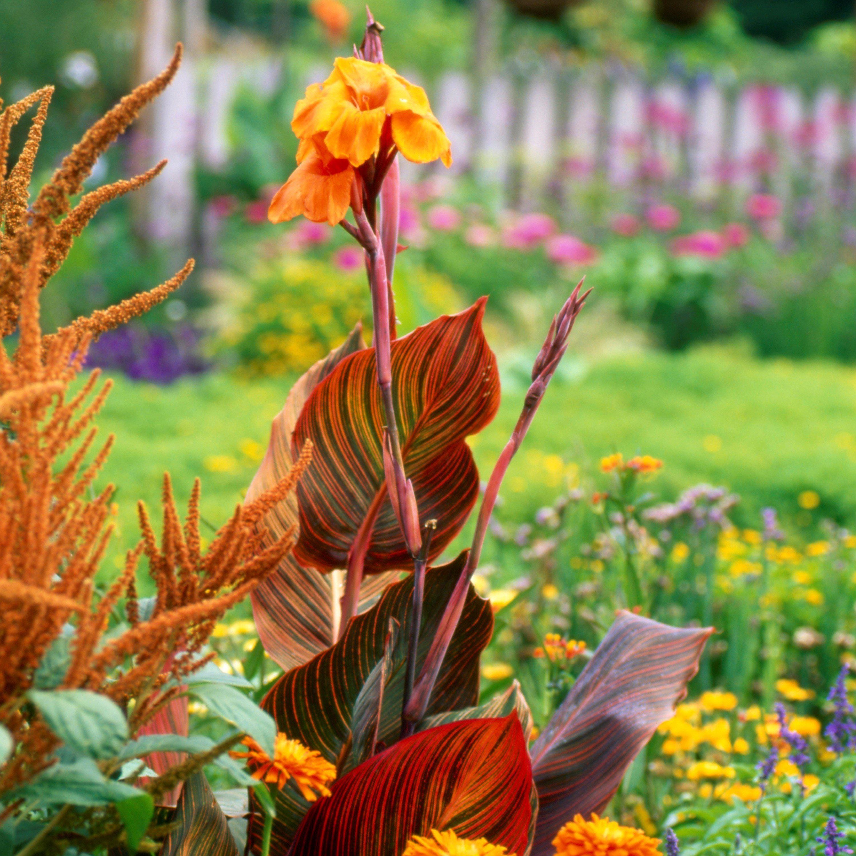 Plant Canna Lilies, Get Big Canna Energy, Make People