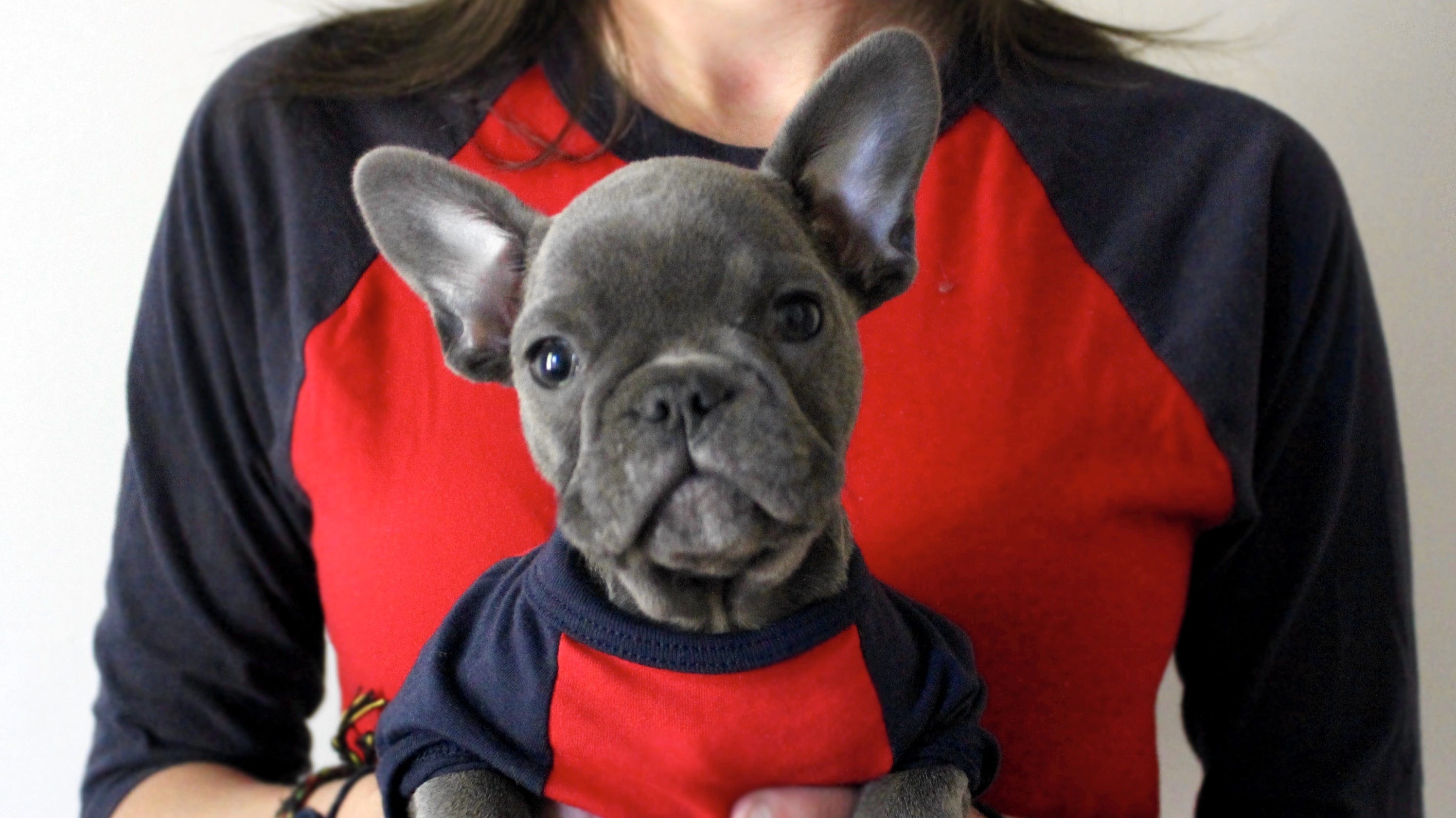 How My French Bulldog Obsession Led Me To Open A Shopify Store And Accidentally Build A Brand By Liz Bertorelli Medium