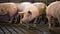 Daniel acker reuters hog