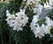 The-Casablanca-Lily-2-675x557