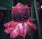 Photo of a Torch Ginger by Jules Kremer