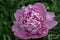Peony at Manito Park, Spokane, WA