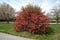 Flowering-Quince-bush-2-675x449