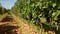 Vigne du Domaine Terre des Chardons