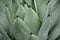 Agave plant