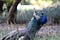 A closeup of a peacock.