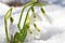 Snowdrop-flowers-675x451