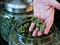 Bob Leeds, co-owner of Sea of Green Farms, shows some of the marijuana he produces during at his facility in Seattle.