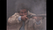 Tubbs honestly uses the same weapons as my last New Vegas character, no joke
