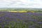 Foto de uma plantação de flores roxas. Em segundo plano, pode-se ver no horizonte campos com diferentes tonalidades de verde.