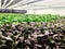 Aerofarm are innovation the field with vertical farms. Pics: Aerofarms. Aerofarm are innovation the field with vertical farms. Pics: Aerofarms.