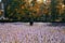 Vauxhall lavender green space London