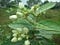 Lal Kitab Remedies for Wealth