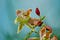 A flowering plant