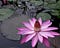 Night-Bloom-Water-Lilies-675x540