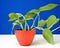 Goldene pothos macht eine gesunde zimmerpflanze