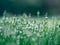 wildflower fields reaching to the sky, seeking a floral version of prosperity