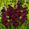 Night-Gladiolus-2-675x675