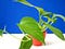 Goldene pothos Blatt