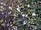 Winter-Honeysuckle-bush-675x504