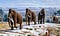 Woolly_mammoth_(Mammuthus_primigenius)_-_Mauricio_Antón
