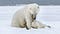 polar bear mom and cub