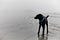 Black dog at edge of ocean in fog