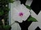 Moonflower-2-675x506