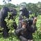 Virtuous circles: how saving chimpanzees helps save the climate