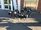 Four robotic “dogs” pose outside the Pennovation Center.