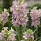 tuberose-pink-sensation-675x675