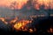 Forest Fire