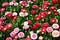 colorful-English-Daisies-675x450