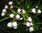 Dutchman’s-Pipe-Cactus-2-675x542
